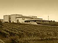 Bodega de Terras Gauda en O Rosal rodeado de viñedos