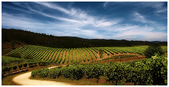 Terras Gauda Vineyard on a hill in O Rosal on a sunny day